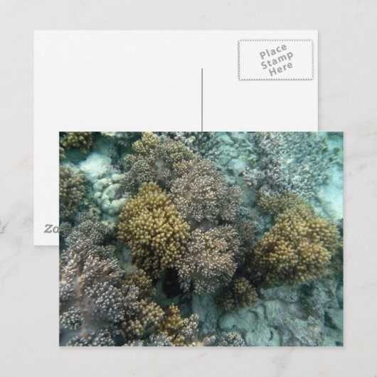 Het leven Koraal Briefkaart (Voorkant / Achterkant)