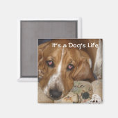 Het leven van de hond magneet (Voorkant / Achterkant)