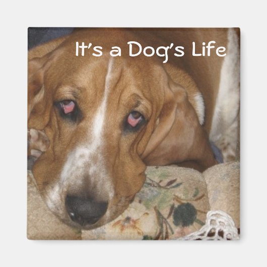 Het leven van de hond magneet (Voorkant)