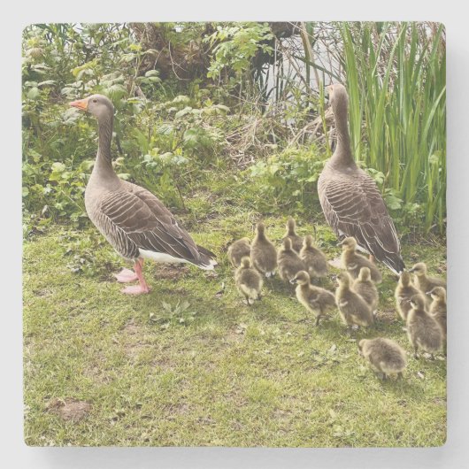 Het leven van Duck. Stenen Onderzetter (Voorkant)