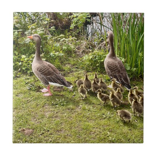 Het leven van Duck. Tegeltje (Voorkant)