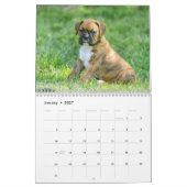 Het leven van een Boxer Dog - Cute Boxer Puppies Kalender (Jan 2027)