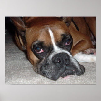 Het leven van een hond poster