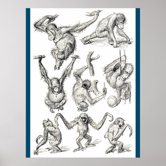 Het leven van een jonge orang-oetan poster (Voorkant)