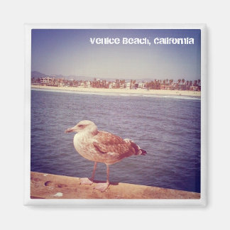 Het leven van een meeuw magneet