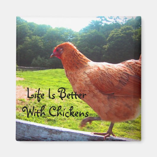 Het leven van kippen is beter magneet (Voorkant)