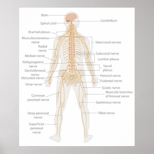 Het lichaamsdiagram van het zenuwstelsel van het m poster (Voorkant)