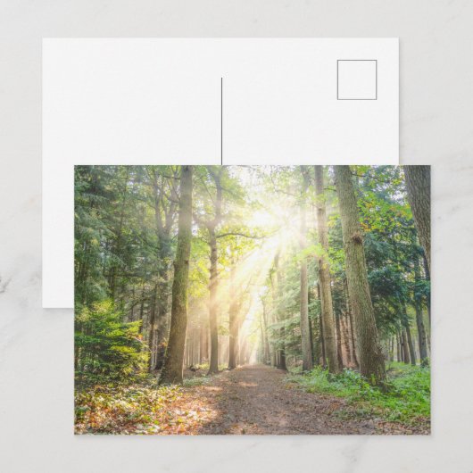 Het licht van bovenaf in het bos briefkaart (Voorkant / Achterkant)