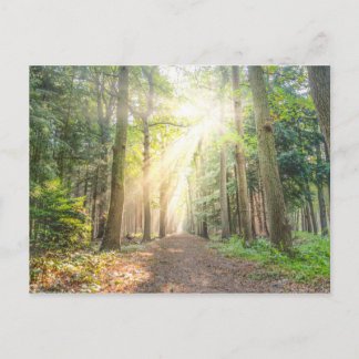 Het licht van bovenaf in het bos briefkaart