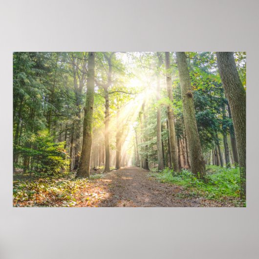 Het licht van bovenaf in het bos poster (Voorkant)