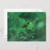 Het lied briefkaart (Voorkant / Achterkant)