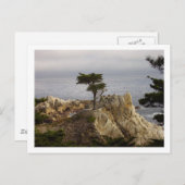 Het Lone Cyprus Briefkaart (Voorkant / Achterkant)