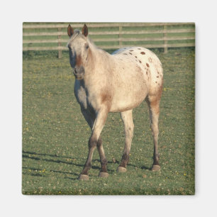 Het lopen Appaloosa Magneet
