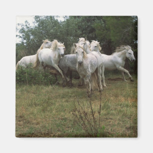 Het lopen de Grijze Kudde van het Paard Magneet