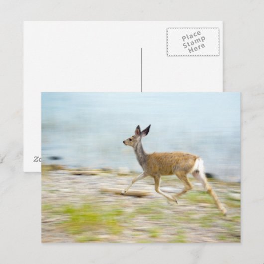Het lopen Fawn Briefkaart (Voorkant / Achterkant)