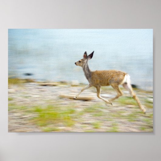Het lopen Fawn Druk Poster (Voorkant)