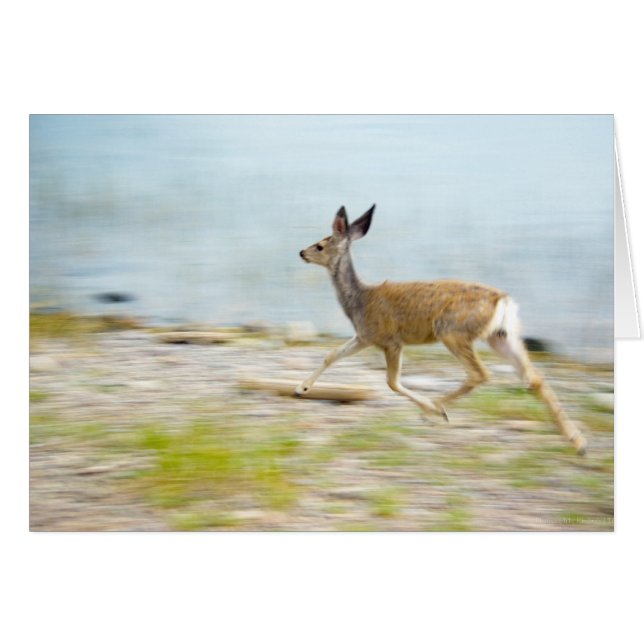 Het lopen Fawn Kaart (Voorkant Horizontaal)