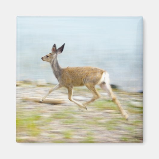 Het lopen Fawn Magnet (Voorkant)