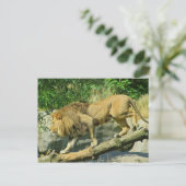 Het lopen van de Plank Briefkaart (Staand voorkant)