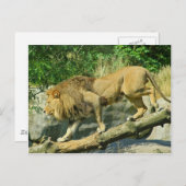 Het lopen van de Plank Briefkaart (Voorkant / Achterkant)