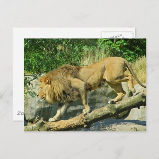 Het lopen van de Plank Briefkaart (Voorkant / Achterkant)