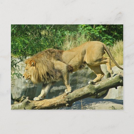 Het lopen van de Plank Briefkaart (Voorkant)