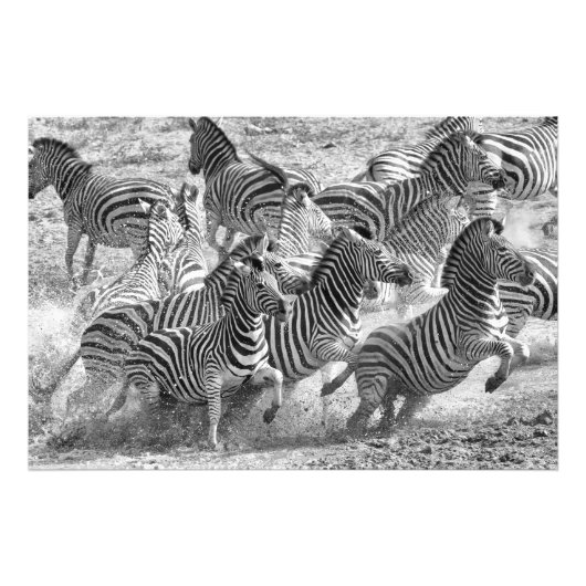 Het lopen van Zebras Foto Afdruk (Voorkant)