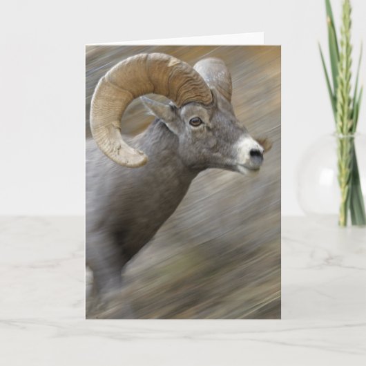 Het lopende Bighorn van de Woestijn Kaart (Voorkant)