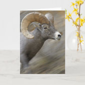 Het lopende Bighorn van de Woestijn Kaart (Gele Bloem)