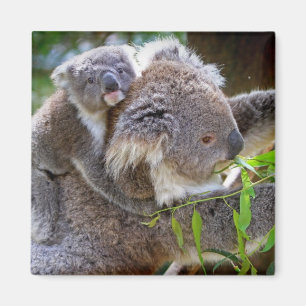 Het Lot van de Natuur van de Liefde van de Vrede Magneet