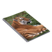 Het Lounging van TIger op het Notitieboek van Gras (Rechterzijde)