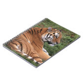 Het Lounging van TIger op het Notitieboek van Gras (Linkerzijde)