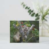 Het lynx-Kleine katje van Canada Briefkaart (Staand voorkant)