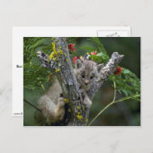 Het lynx-Kleine katje van Canada Briefkaart (Voorkant / Achterkant)
