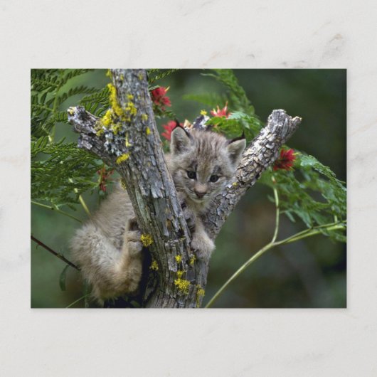 Het lynx-Kleine katje van Canada Briefkaart (Voorkant)