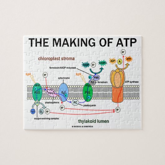 Het maken van ATP-fotosynthetische houding Legpuzzel (Horizontaal)