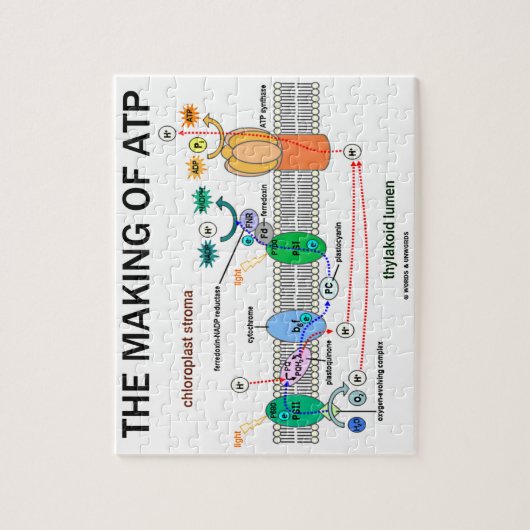 Het maken van ATP-fotosynthetische houding Legpuzzel (Verticaal)