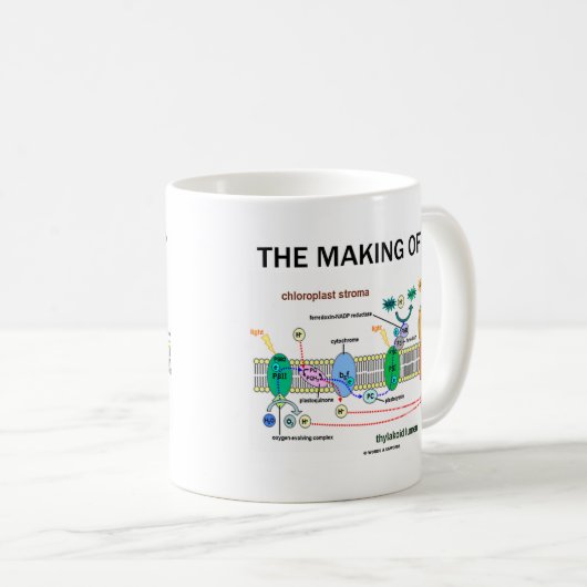 Het maken van ATP (lichtafhankelijke fotosynthese) Koffiemok (Voorkant rechts)