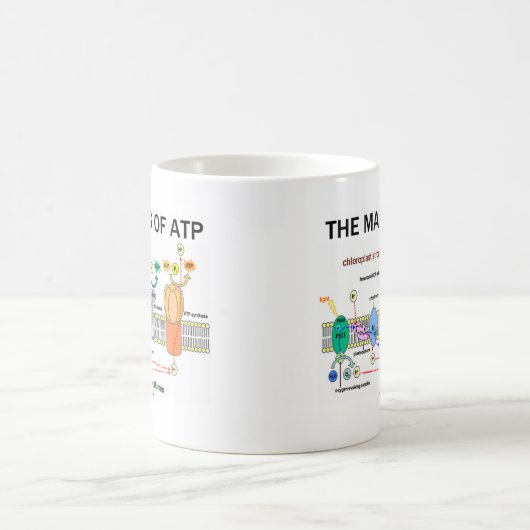 Het maken van ATP (lichtafhankelijke fotosynthese) Koffiemok (Center)