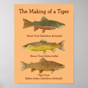 Het maken van een tijger poster