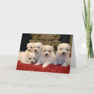 Het Maltese "puppy" van Kerstmis Feestdagen Kaart