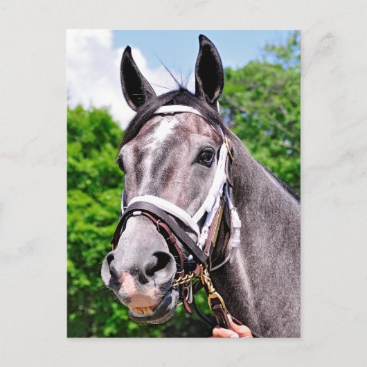 Het Man van één koning Briefkaart (Voorkant)