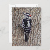 Het mannelijke Donsachtige Briefkaart van de Vogel (Voorkant / Achterkant)