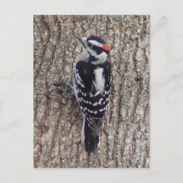 Het mannelijke Donsachtige Briefkaart van de Vogel