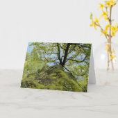 Het Meer Champlain van de boom Kaart (Gele Bloem)