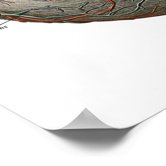 Het menselijk hart poster (Hoek)