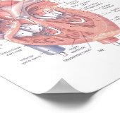 Het menselijk hart poster (Hoek)