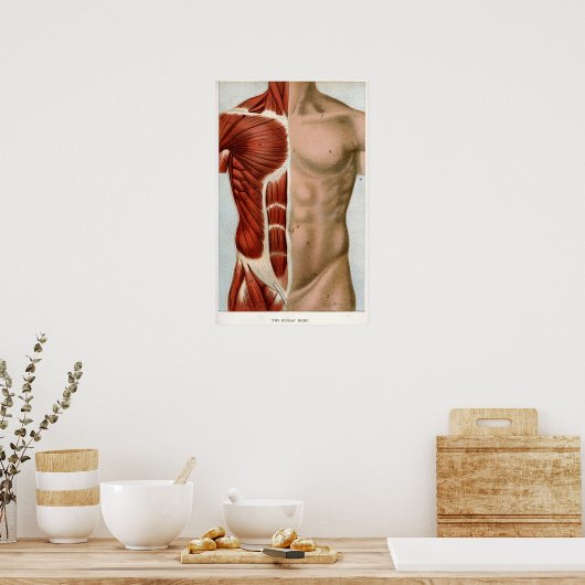 Het menselijk lichaam poster (Keuken)