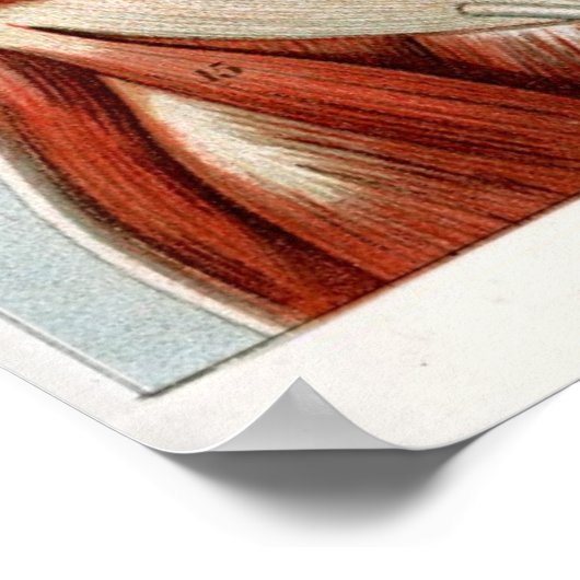 Het menselijk lichaam poster (Hoek)