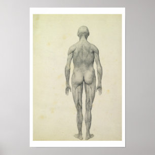 Het menselijke cijfer, voorste uitzicht, uit de se poster